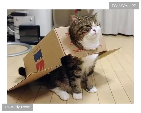 掌敏洁家的猫都比我省吃俭用 掌敏洁家的猫都比我省吃俭用